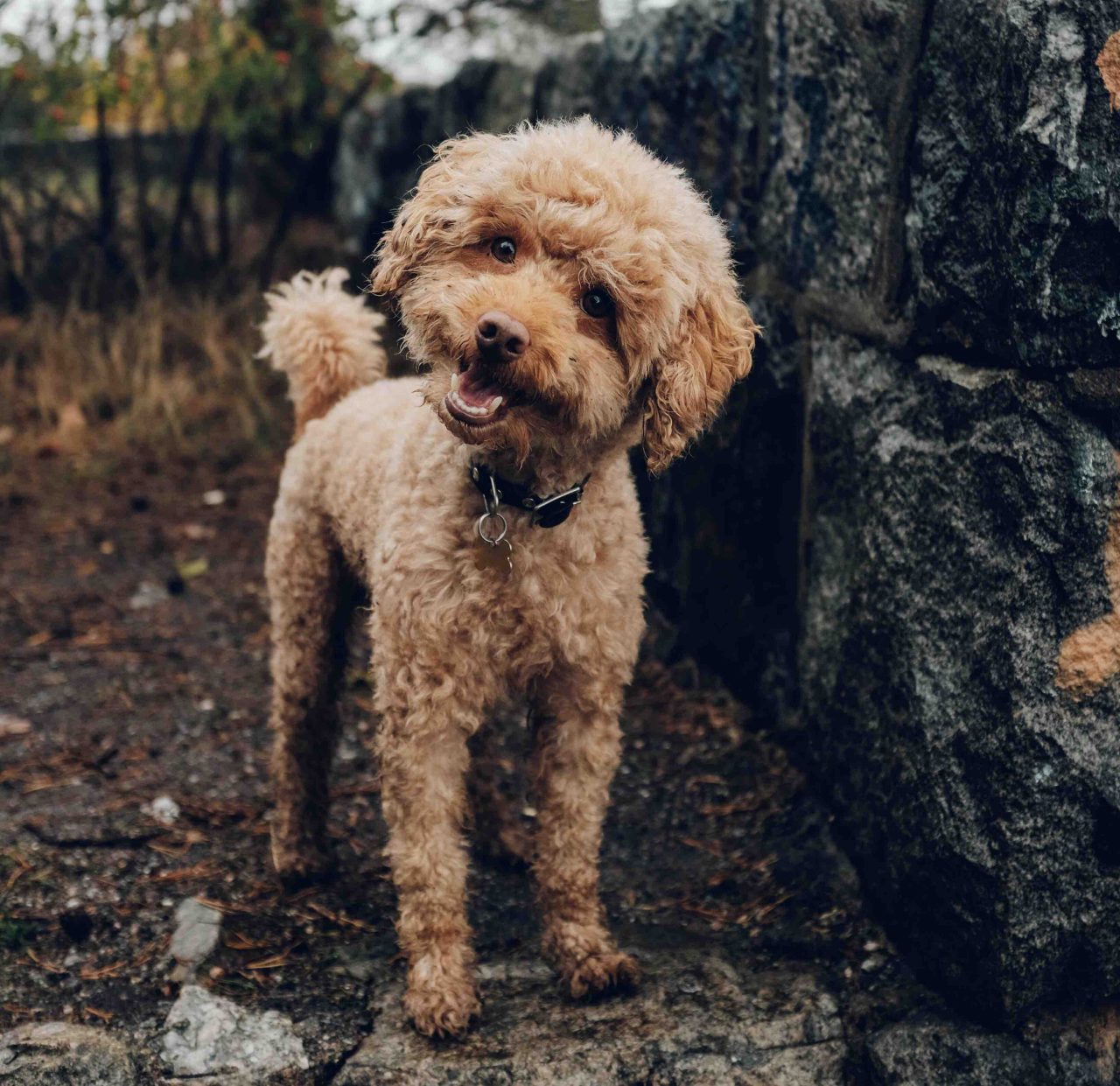 chien-adoption.jpg