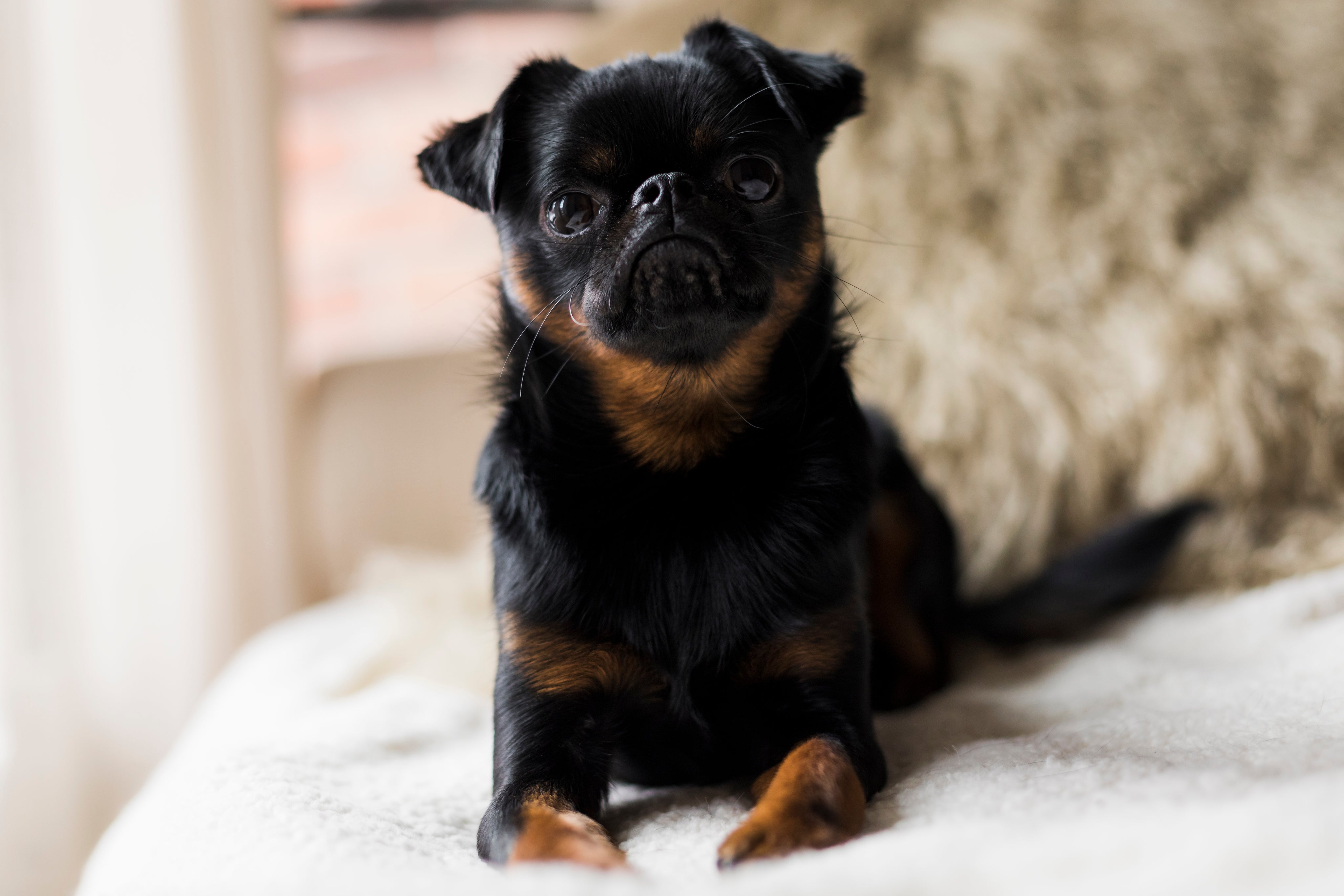 small-brussels-griffon-dog-looks-at-the-camera.jpg